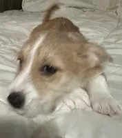 Brownie, a male Pembroke Welsh Corgi and Shihpoo for sale in New Buffalo, MI – Photo 3 of 3