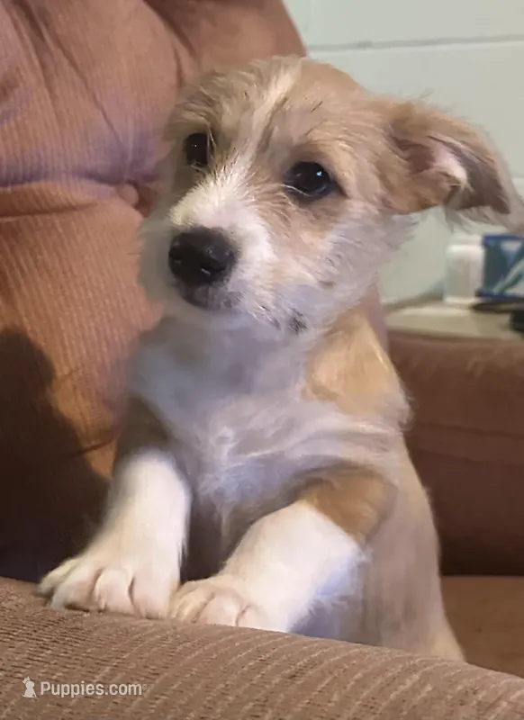 Brownie, a male Pembroke Welsh Corgi and Shihpoo for sale in New Buffalo, MI – Photo 1 of 3