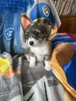 Cole, a female Pembroke Welsh Corgi and Shihpoo for sale in New Buffalo, MI – Photo 2 of 3