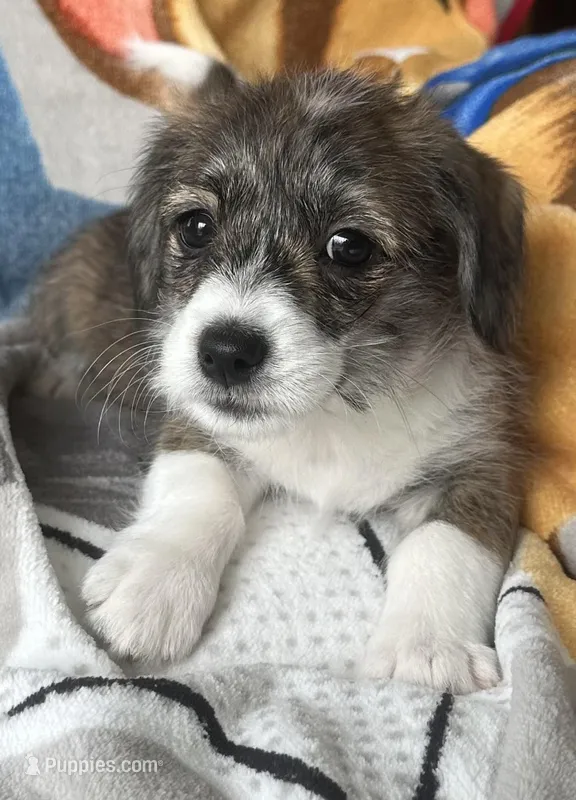 Cole – Pembroke Welsh Corgi, Shihpoo puppy for sale in New Buffalo, MI