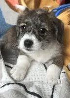 Cole, a female Pembroke Welsh Corgi and Shihpoo for sale in New Buffalo, MI – Photo 1 of 3