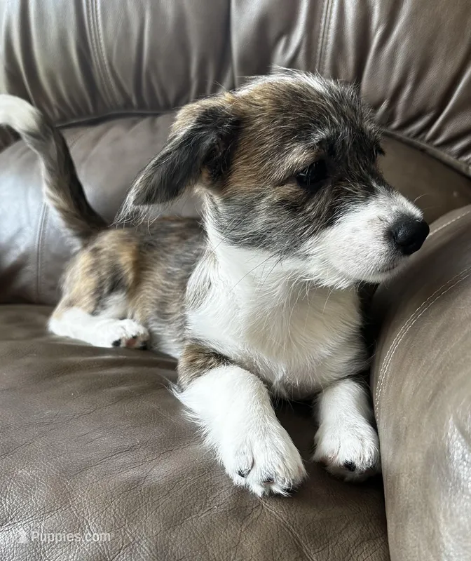 Cole – Pembroke Welsh Corgi, Shihpoo puppy for sale in New Buffalo, MI