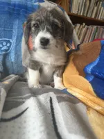 Cole, a female Pembroke Welsh Corgi and Shihpoo for sale in New Buffalo, MI – Photo 3 of 3