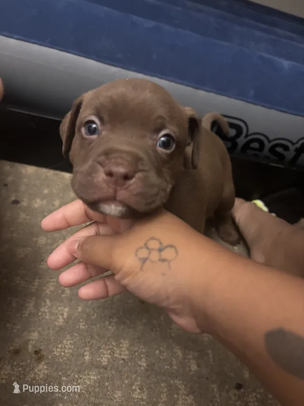 Medusa – American Staffordshire Terrier puppy for sale in Tuckerton, NJ