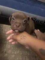 Medusa, a female American Staffordshire Terrier for sale in Tuckerton, NJ – 1 of 6