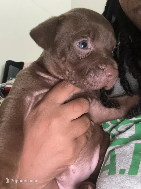 Cleopatra  – American Staffordshire Terrier puppy for sale in Tuckerton, NJ