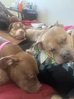 Medusa, a female American Staffordshire Terrier for sale in Tuckerton, NJ – 5 of 6