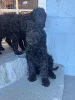 Gray Collar Boy , a male Goldendoodle for sale in Atlanta, GA – Photo 2 of 2