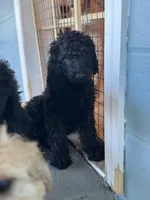 Gray Collar Boy , a male Goldendoodle for sale in Atlanta, GA – Photo 1 of 2