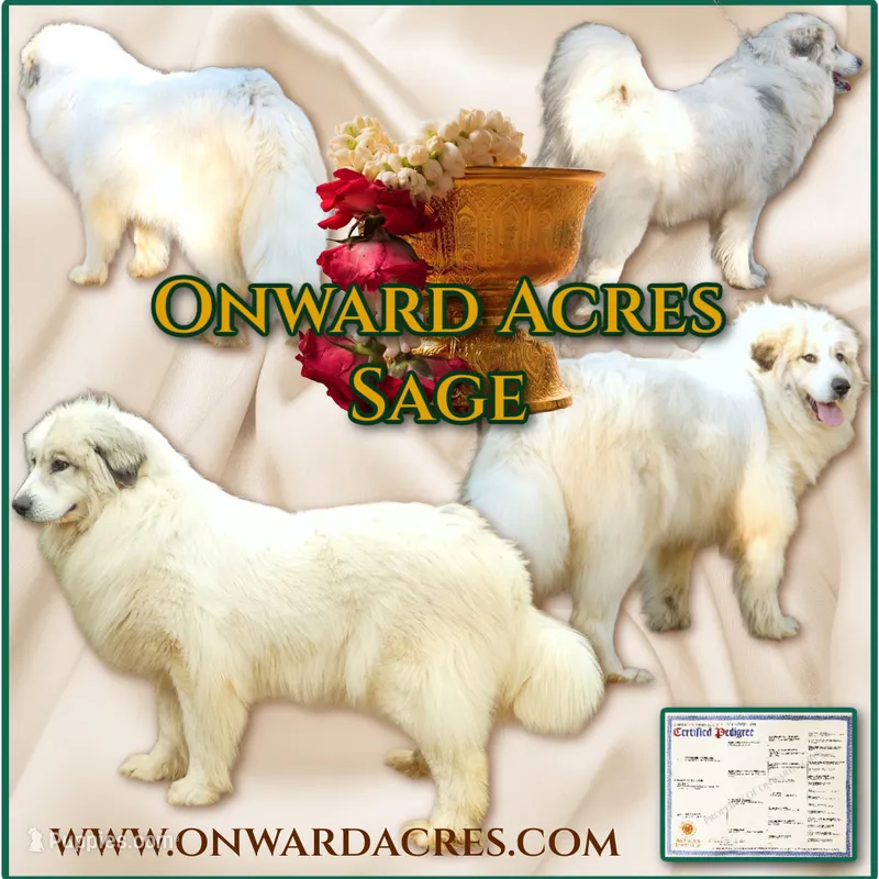 Full AKC rights, High Quality Young Proven Bitch,  – Great Pyrenees puppy for sale in Traverse City, MI