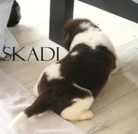 processed/691e38e5-6e02-4c41-a274-b6c1fa12dc9f/listing/083b8d06-048f-4540-ad89-239d8fc31714/83217797-a4f5-4717-ae73-1deaea3b1389