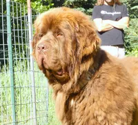 Adult Brown Male, AKC Full Reg. , a male Newfoundland for sale in Traverse City, MI – 1 of 6