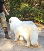 2 yr. PROVEN bitch, Champ/ PREMIUM Quality, a female Great Pyrenees for sale in Traverse City, MI – 6 of 9