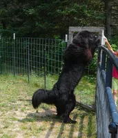Young Breeding Male FULL AKC, a male Newfoundland for sale in Traverse City, MI – 3 of 7