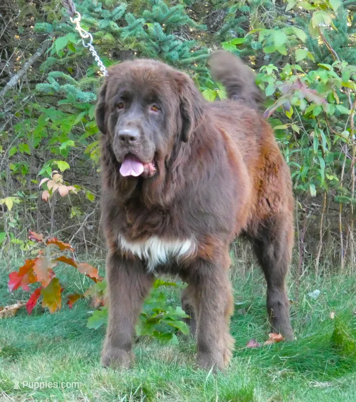 Proven brown Female, Full AKC – Newfoundland puppy for sale in Traverse City, MI