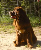 Proven brown Female, Full AKC, a female Newfoundland for sale in Traverse City, MI – 5 of 8