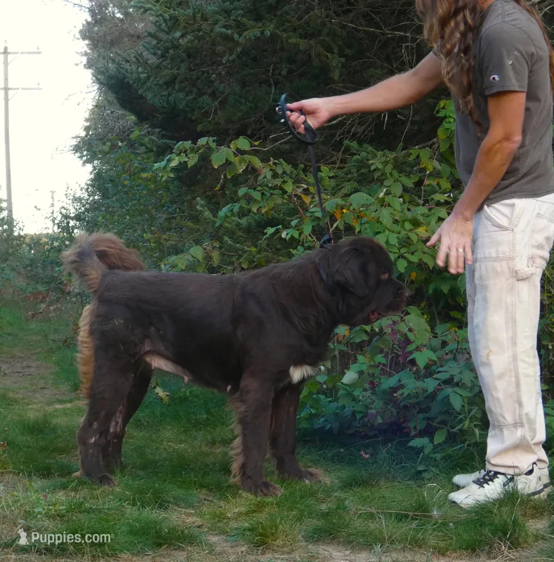Intact, PROVEN, Brown Female, Full AKC – Newfoundland puppy for sale in Traverse City, MI