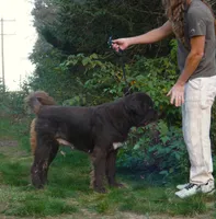 Intact, PROVEN, Brown Female, Full AKC, a female Newfoundland for sale in Traverse City, MI – 1 of 7