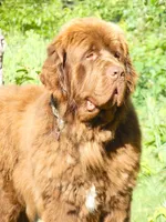Adult Brown Male, AKC Full Reg. , a male Newfoundland for sale in Traverse City, MI – 6 of 6