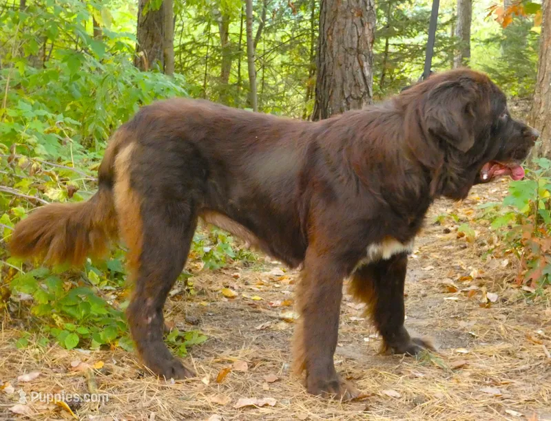 Proven,Full AKC, new VIDEO + New Photos – Newfoundland puppy for sale in Traverse City, MI