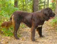 Proven,Full AKC, new VIDEO + New Photos, a female Newfoundland for sale in Traverse City, MI – 1 of 10