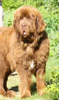 Adult Brown Male, AKC Full Reg. , a male Newfoundland for sale in Traverse City, MI – 5 of 6