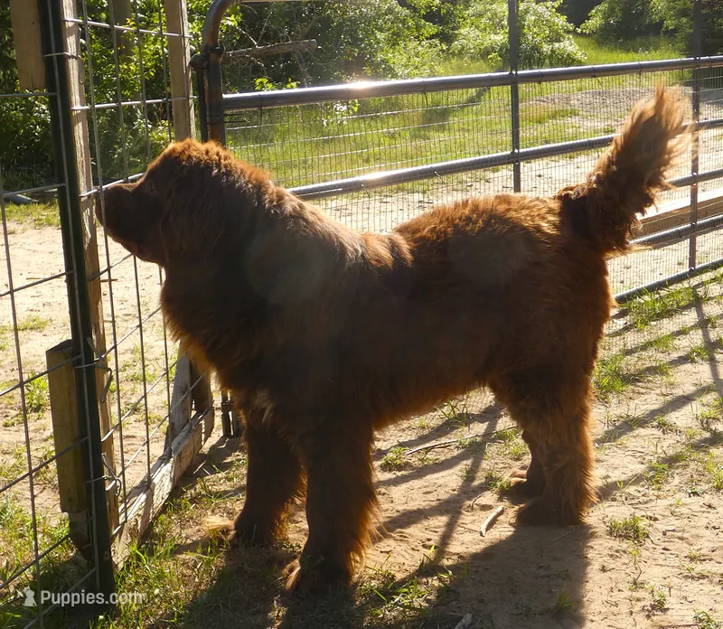 Proven brown Female, Full AKC – Newfoundland puppy for sale in Traverse City, MI