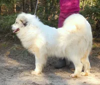 Sage- Proven, show lines, FULL AKC, a female Great Pyrenees for sale in Traverse City, MI – 9 of 10