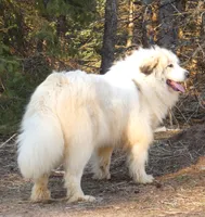 2 yr. PROVEN bitch, Champ/ PREMIUM Quality, a female Great Pyrenees for sale in Traverse City, MI – 2 of 9