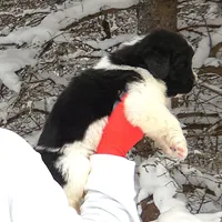 *RESERVED* Freydis, AKC, a female Newfoundland for sale in Traverse City, MI – Photo 4 of 8