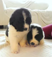 *RESERVED* Freydis, AKC, a female Newfoundland for sale in Traverse City, MI – Photo 8 of 8