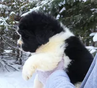 *RESERVED* Freydis, AKC, a female Newfoundland for sale in Traverse City, MI – Photo 1 of 8