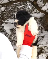 *RESERVED* Freydis, AKC, a female Newfoundland for sale in Traverse City, MI – Photo 3 of 8