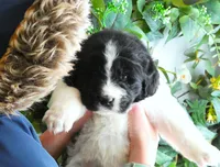 *RESERVED* Freydis, AKC, a female Newfoundland for sale in Traverse City, MI – Photo 5 of 8