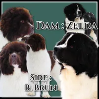 *RESERVED* Freydis, AKC, a female Newfoundland for sale in Traverse City, MI – Photo 7 of 8