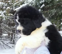 *RESERVED* Freydis, AKC, a female Newfoundland for sale in Traverse City, MI – Photo 2 of 8