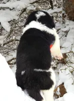 *RESERVED* Freydis, AKC, a female Newfoundland for sale in Traverse City, MI – Photo 6 of 8