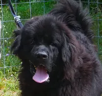 Young Breeding Male FULL AKC, a male Newfoundland for sale in Traverse City, MI – 2 of 7