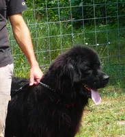 Young Breeding Male FULL AKC, a male Newfoundland for sale in Traverse City, MI – 4 of 7