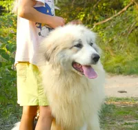 Sage- Proven, show lines, FULL AKC, a female Great Pyrenees for sale in Traverse City, MI – 8 of 10