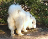 2 yr. PROVEN bitch, Champ/ PREMIUM Quality, a female Great Pyrenees for sale in Traverse City, MI – 9 of 9