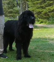 Benz- Full AKC, Intact Young Adult Male, a male Newfoundland for sale in Traverse City, MI – 4 of 7