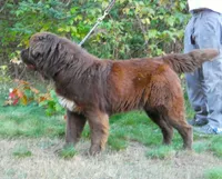 Proven brown Female, Full AKC, a female Newfoundland for sale in Traverse City, MI – 2 of 8