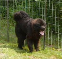 Young Breeding Male FULL AKC, a male Newfoundland for sale in Traverse City, MI – 5 of 7