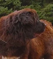 Proven Brown Female, AKC & Embarked, a female Newfoundland for sale in Traverse City, MI – 8 of 10