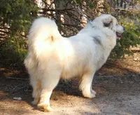 Sage- Proven, show lines, FULL AKC, a female Great Pyrenees for sale in Traverse City, MI – 4 of 10