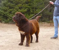 Proven Brown Female, AKC & Embarked, a female Newfoundland for sale in Traverse City, MI – 7 of 10