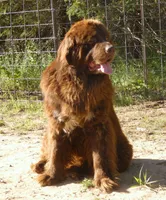 Proven Brown Female, AKC & Embarked, a female Newfoundland for sale in Traverse City, MI – 2 of 10
