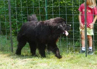Benz- Full AKC, Intact Young Adult Male, a male Newfoundland for sale in Traverse City, MI – 7 of 7