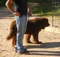 Proven,Full AKC, new VIDEO + New Photos, a female Newfoundland for sale in Traverse City, MI – 9 of 10